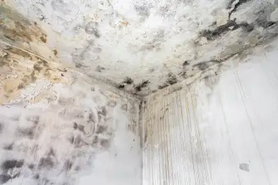 Mold Growth & Health Risks